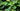 Vibrant green lotus leaves bathed in natural sunlight