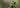 Close-up of sunlit green leaves with a soft, blurred natural background
