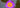 Vibrant purple water lily in full bloom on a natural pond, a symbol of spiritual awareness and crown chakra energy