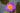 Vibrant purple water lily in full bloom on a natural pond, a symbol of spiritual awareness and crown chakra energy